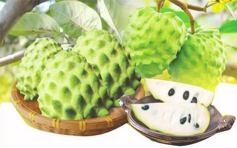 Soursop Fruit Powder