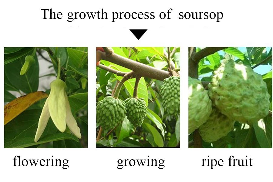 Graviola Fruit Powder