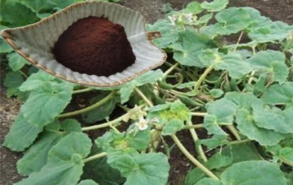 Devil's Claw Root Powder