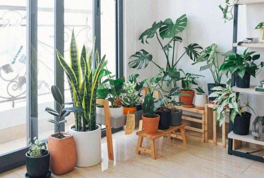 Green Plant