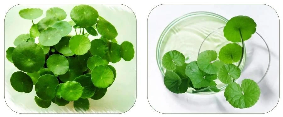 Centella Asiatica Extract