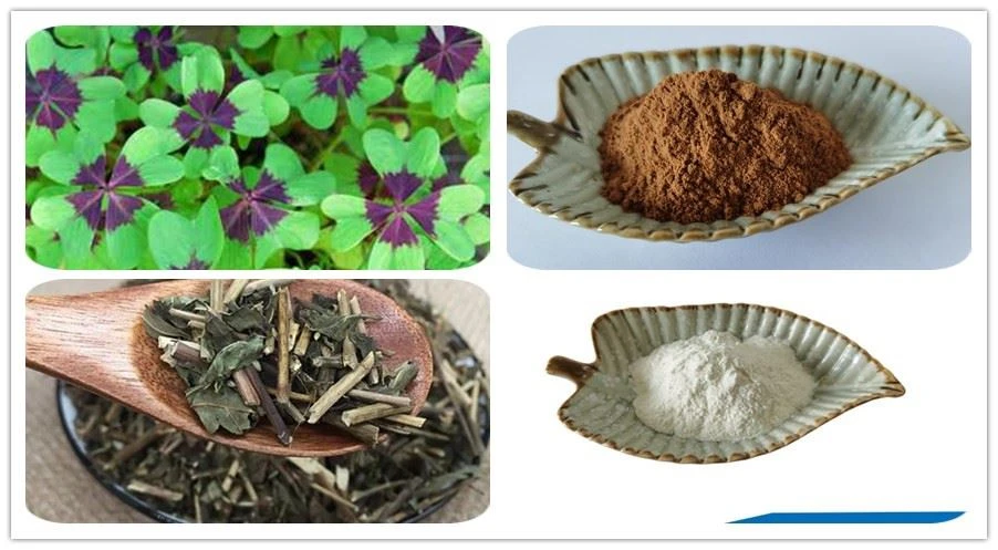 Rabdosia rubescens extract SUPPLIER