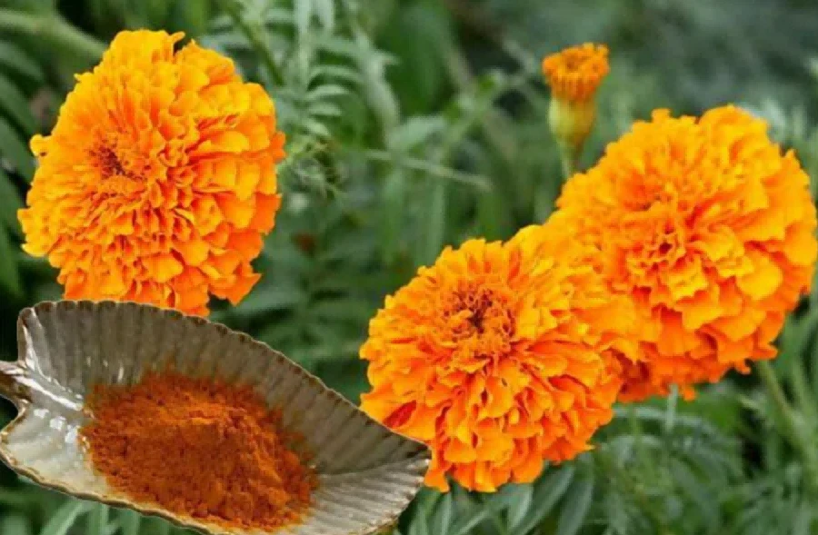 Zeaxanthin Powder