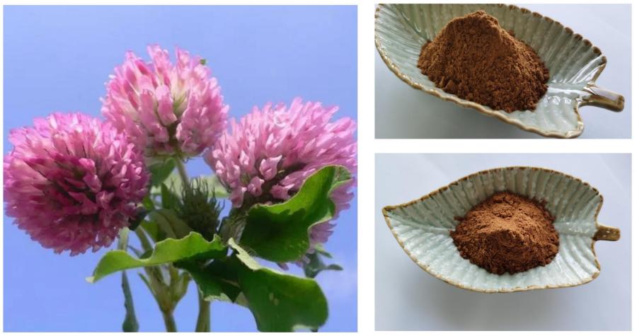 Trifolium Pratense Flower Extract