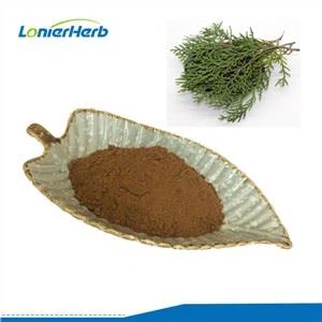 Oriental Arborvitae -lehtiuute