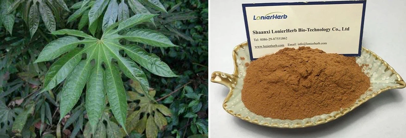 Palmaria Palmata Extract Palmaria Palmata Extract